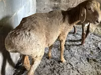 Sheep, Katum sheep — photo 5
