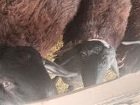 Ram, Sheep — photo 2