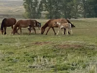 Caballo, Russian Heavy Draft — foto 5