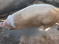 Pigs (batch, sex not specified), Pigs — photo 2