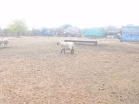 كبش, Shroshire sheep — الصورة 5