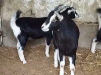 Goat, Alpine goat — photo 7