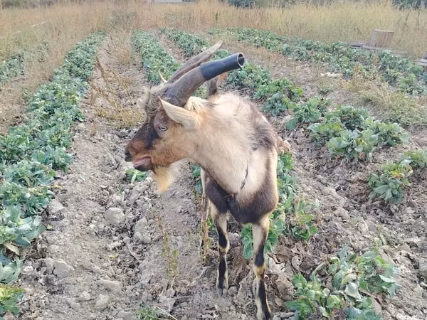 تيس, Italian Alpine goat