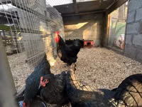 Australorp — photo 4