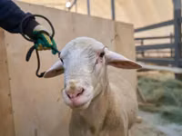 Carnero, Lacaune sheep — foto 2