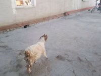 बकरियाँ (लॉट, लिंग निर्दिष्ट नहीं), बकरियाँ — फ़ोटो 2