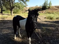 马匹（批次，未指定性别）, American shetland pony — 照片 4