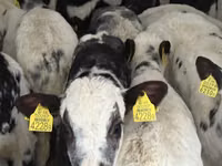 Bovinos (lote, sexo no especificado), Simmental cattle — foto 4