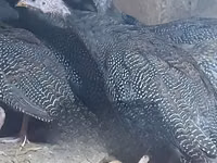 पर्ल ग्रे — फ़ोटो 3
