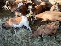 Oveja, Ovejas — foto 5
