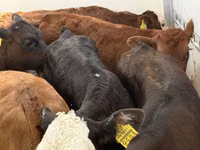 牛只（批次，未指定性别）, Simmental cattle — 照片 4