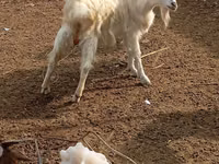 Goats (batch, sex not specified), Goats — photo 2
