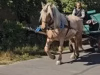 Yegua, Caballos — foto 1