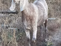 Cabra, Beetal goats — foto 2