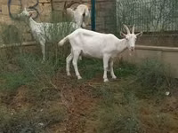 Goats (batch, sex not specified), Goats — photo 3