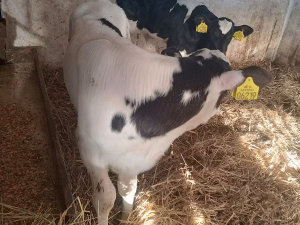 ثور, Russian Black pied cattle