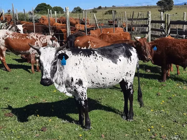 Vaca, Nguni cattle