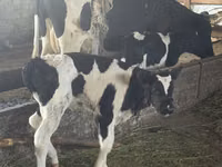 सांड, Russian Black pied cattle — फ़ोटो 3
