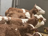 公牛, Cattle — 照片 8