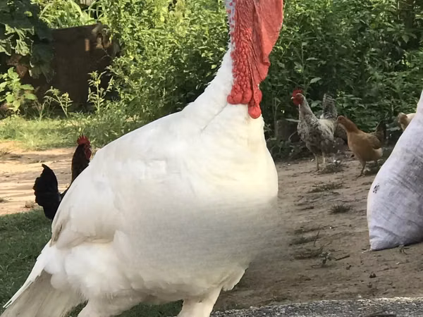 Turkeys — Ghana