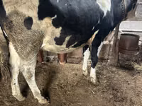 गाय, Russian Black pied cattle — फ़ोटो 1