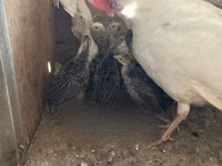 Turkeys — फ़ोटो 7
