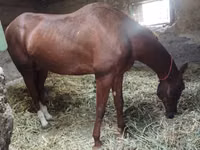 Hengst, Akhal-Teke — Foto 1