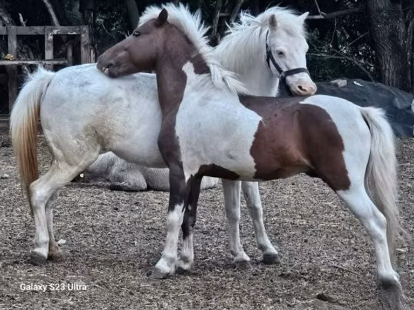 Stute, Welsh Mountain Pony