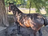 母马, Horses — 照片 3