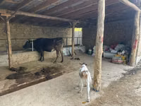 Cow, Swiss cattle — photo 1