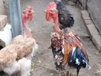 डेनिश हेन — फ़ोटो 1