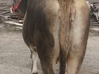 بقرة, Swiss cattle — الصورة 7