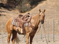 Horse (M), Quarter Horse — photo 6
