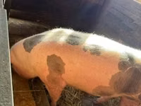 Säue, Schweine — Foto 4