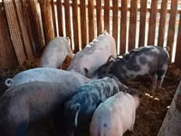 Eber, Schweine — Foto 2