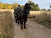 Horse (M), Horses — photo 3