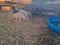 Boar — photo 2