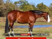 Hengst, Quarter Horse — Foto 1