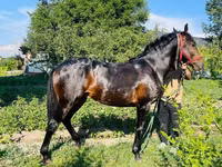Horse (M), Swedish warmblood horse — photo 8
