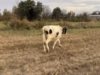 Cow, Alatau breed — photo 2
