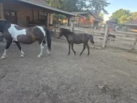 حصان, Welsh Cob — الصورة 4