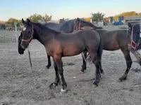 Hengst, Friesian — Foto 5