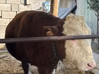 Toro, Hereford — foto 1