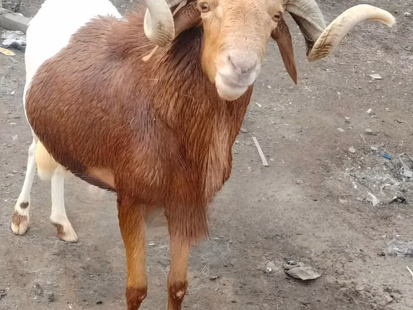 Ram, Sheep