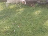 Goats (batch, sex not specified), Goats — photo 5