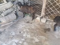 Cabro, Cabras — foto 3
