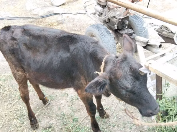 Vaca, Ganado vacuno