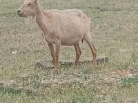Billy Goat, Saanen goat — photo 1