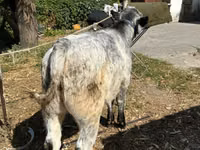 सांड, Ukrainian grey cattle — फ़ोटो 3