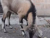 Billy Goat, Nubian Goat — photo 2